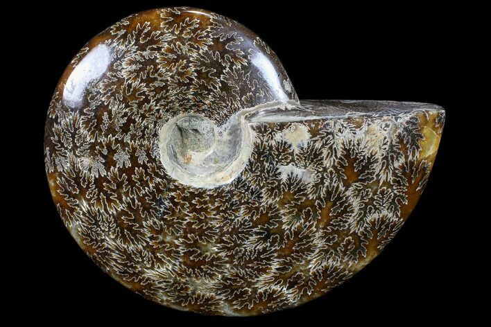 Polished, Agatized Ammonite (Cleoniceras) - Madagascar #88158